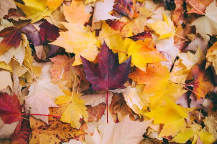 Autumn's 5 Most Important Commercial Landscape Maintenance Tasks