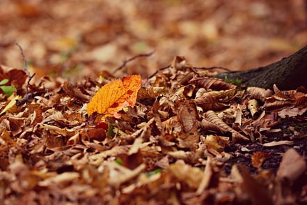 Don’t Neglect Those Fallen Leaves (Why You Needed To Clear Them Up Yesterday!)