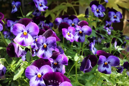 October: Best Season to Plant Pansies, Peonies and Irises on Your Business Grounds