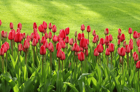 6 Spring Landscaping Tips For Easy Business Grounds Maintenance