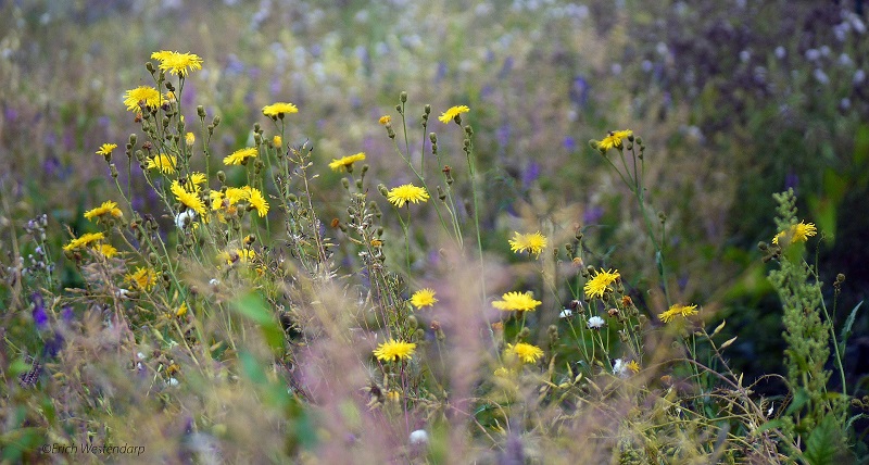 Weed control for your grounds or estate